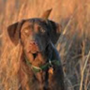 Meet your Posher, Steven